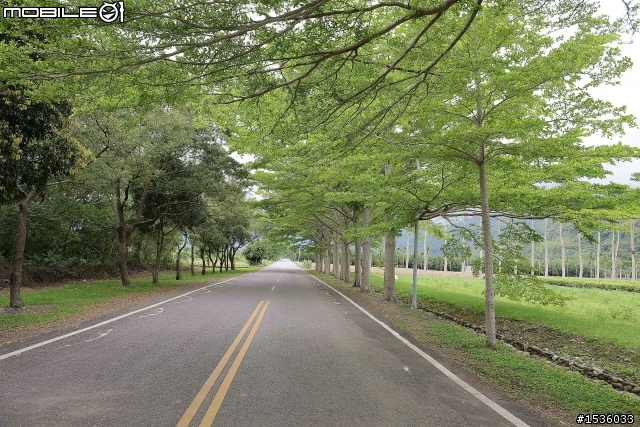 台東鹿野龍田村：龍田桐花大道