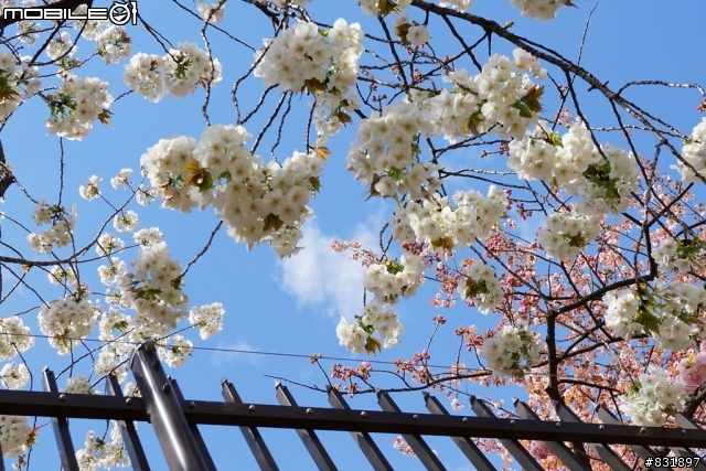 2014/04/03~06 京奈阪自由行 DAY3-4 (圖多, 甚入)
