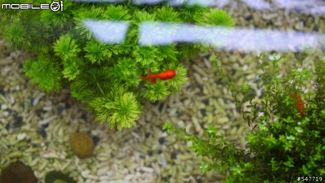 新手養魚求救, 請各位大大幫忙診斷(室外池)