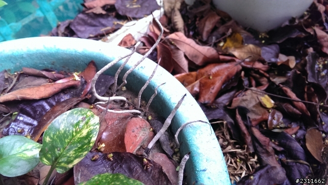 請教不知名生物???