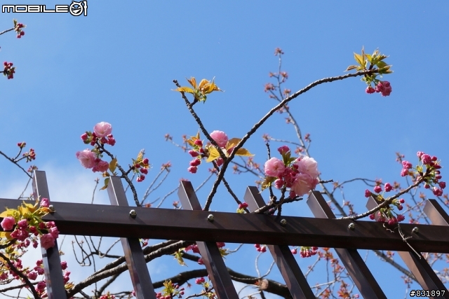 2014/04/03~06 京奈阪自由行 DAY3-4 (圖多, 甚入)
