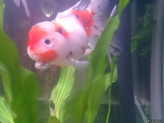 求救   我的金魚怎麼了？？？