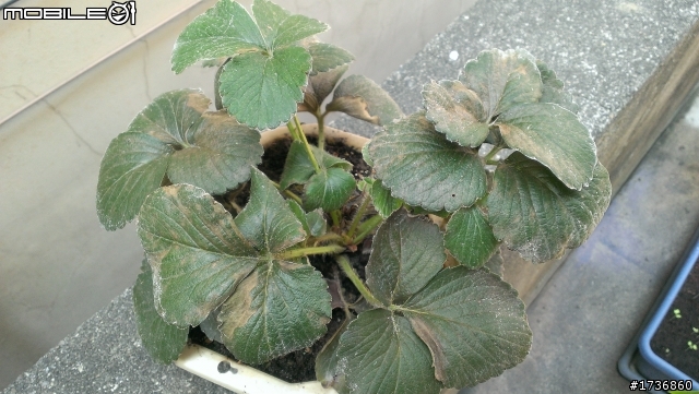 草莓葉上的白色不明生物