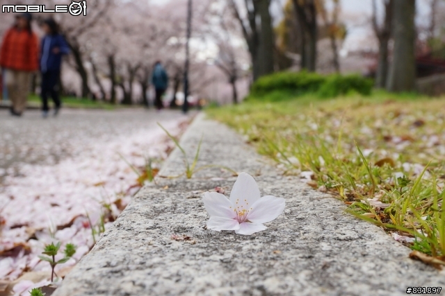 2014/04/03~06 京奈阪自由行 DAY3-4 (圖多, 甚入)