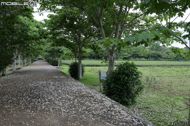 台東鹿野龍田村：龍田桐花大道
