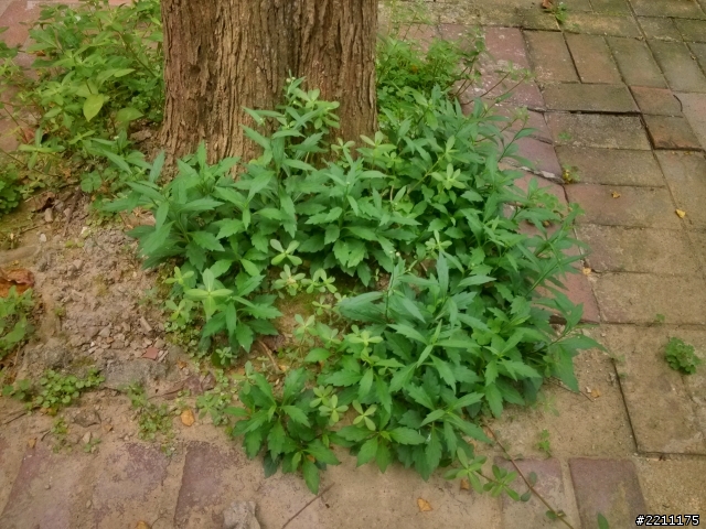 我也來一發-自製除草機
