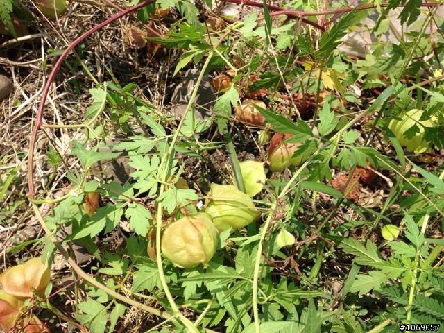 這是什麼植物呢？