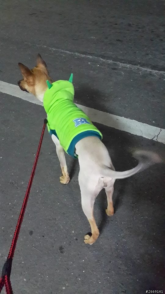 請問如何讓狗狗變胖