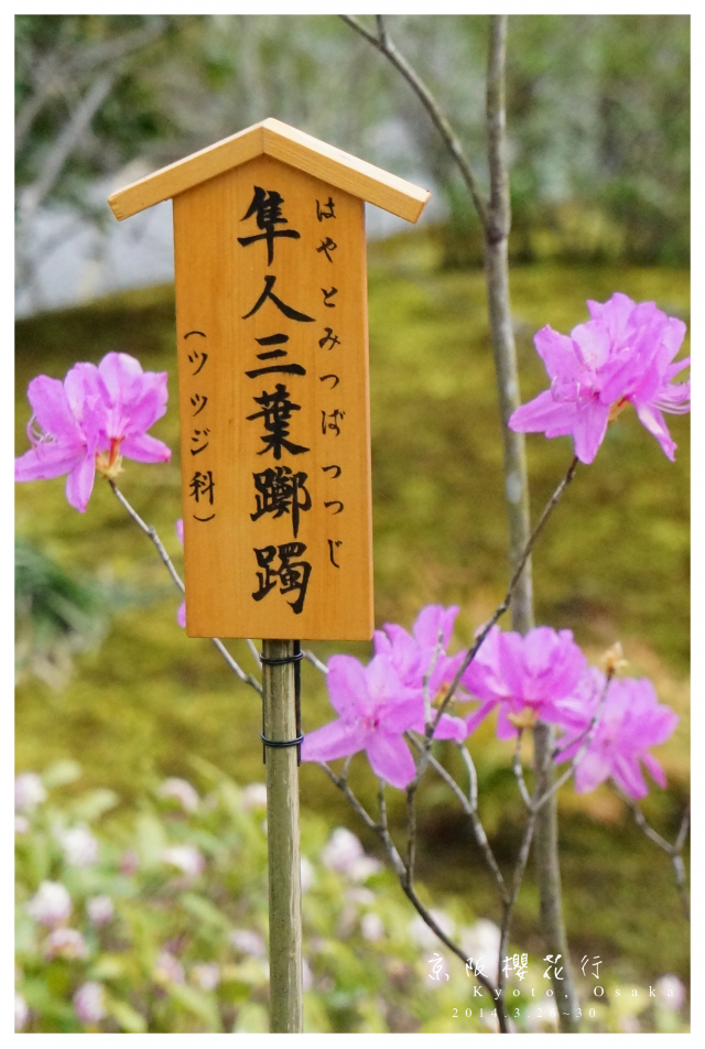 NEX-5R 京阪櫻花自由行 照片分享~