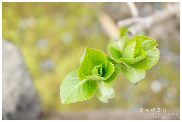 NEX-5R 京阪櫻花自由行 照片分享~