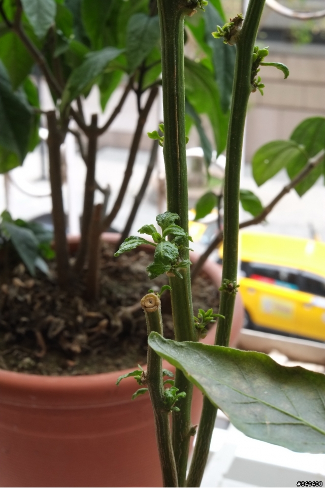 請問各位大大 我的辣椒樹是怎麼了?