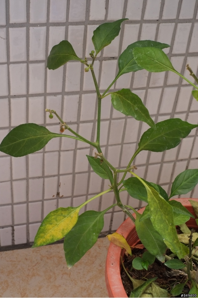請問各位大大 我的辣椒樹是怎麼了?