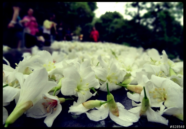 電費諸多等問題別吵了,還是桐花公園賞桐花 螢火蟲好！