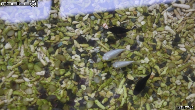 新手養魚求救, 請各位大大幫忙診斷(室外池)