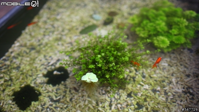 新手養魚求救, 請各位大大幫忙診斷(室外池)