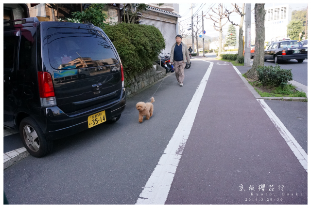 NEX-5R 京阪櫻花自由行 照片分享~