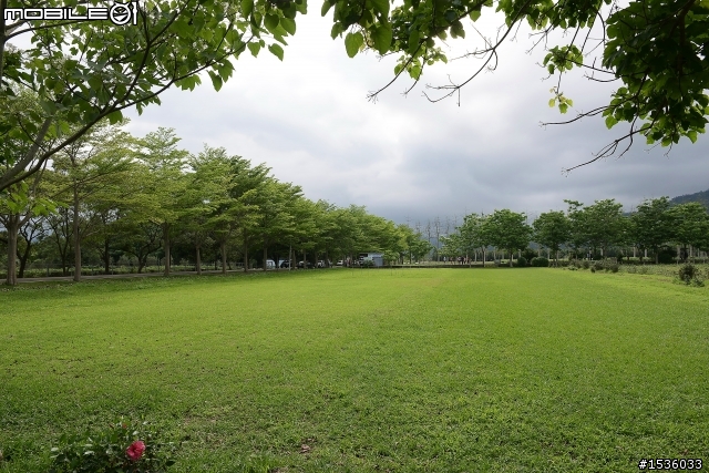台東鹿野龍田村：龍田桐花大道