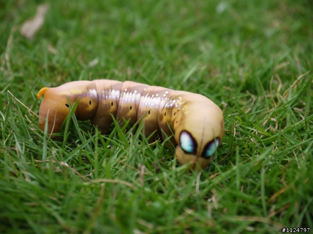 請問各位攝影前輩  拍到的這隻是...?