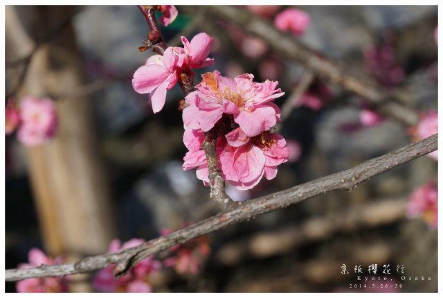 NEX-5R 京阪櫻花自由行 照片分享~