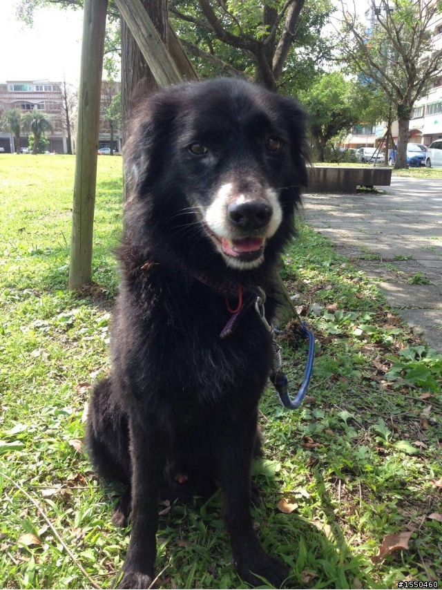 [協尋]宜蘭羅東倉前路黑色米克斯老犬