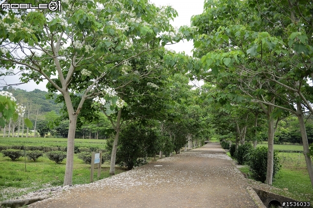 台東鹿野龍田村：龍田桐花大道