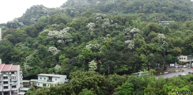 電費諸多等問題別吵了,還是桐花公園賞桐花 螢火蟲好！