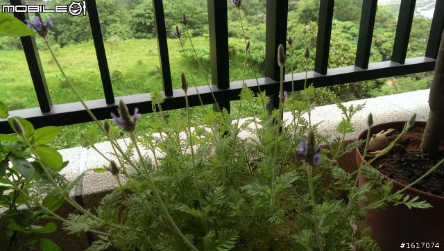 新手上路之小小香草花園