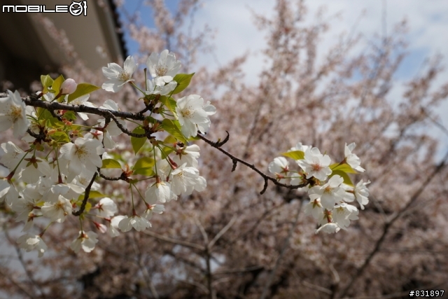 2014/04/03~06 京奈阪自由行 DAY3-4 (圖多, 甚入)