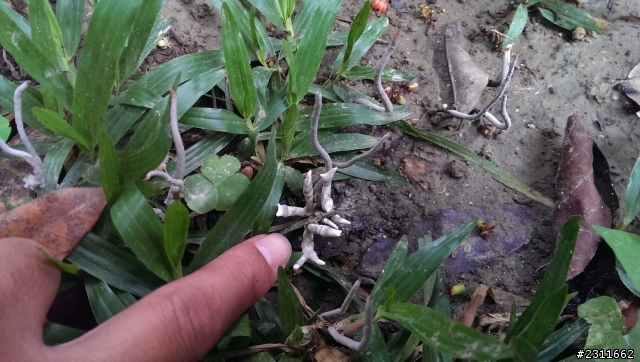 請教不知名生物???