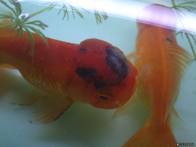 【請教】 魚 - 獅頭金魚頭上出現黑點?