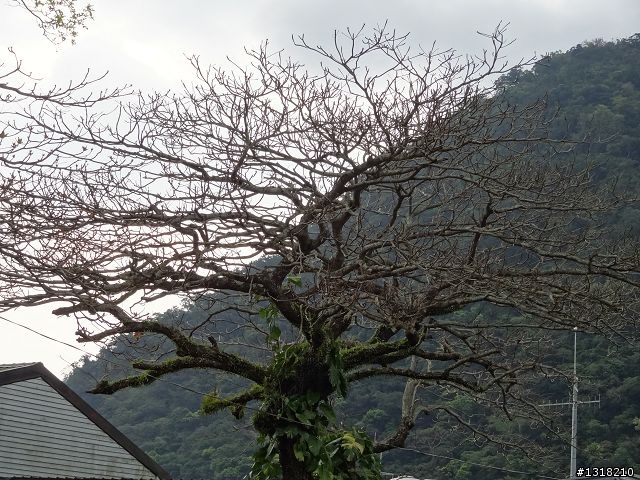 親子旅遊-大武達仁3日遊(3)