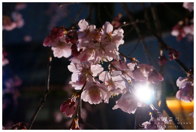 NEX-5R 京阪櫻花自由行 照片分享~