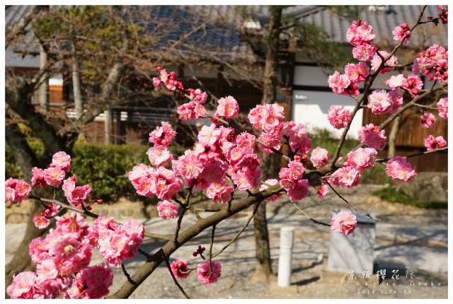 NEX-5R 京阪櫻花自由行 照片分享~