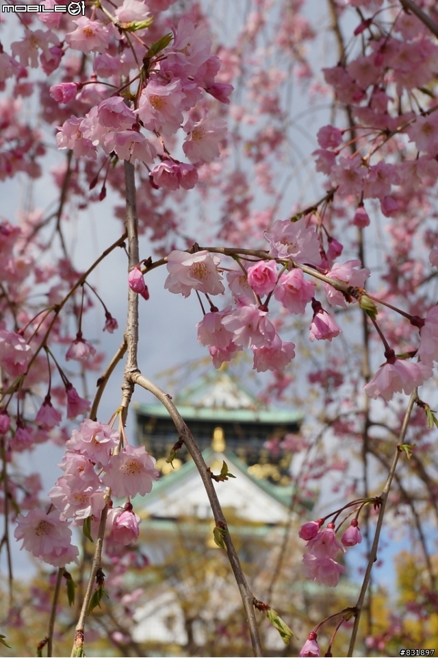 2014/04/03~06 京奈阪自由行 DAY3-4 (圖多, 甚入)