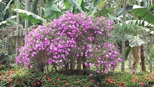 請問這種植物的名稱?