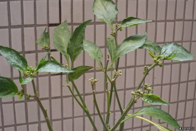 請問各位大大 我的辣椒樹是怎麼了?