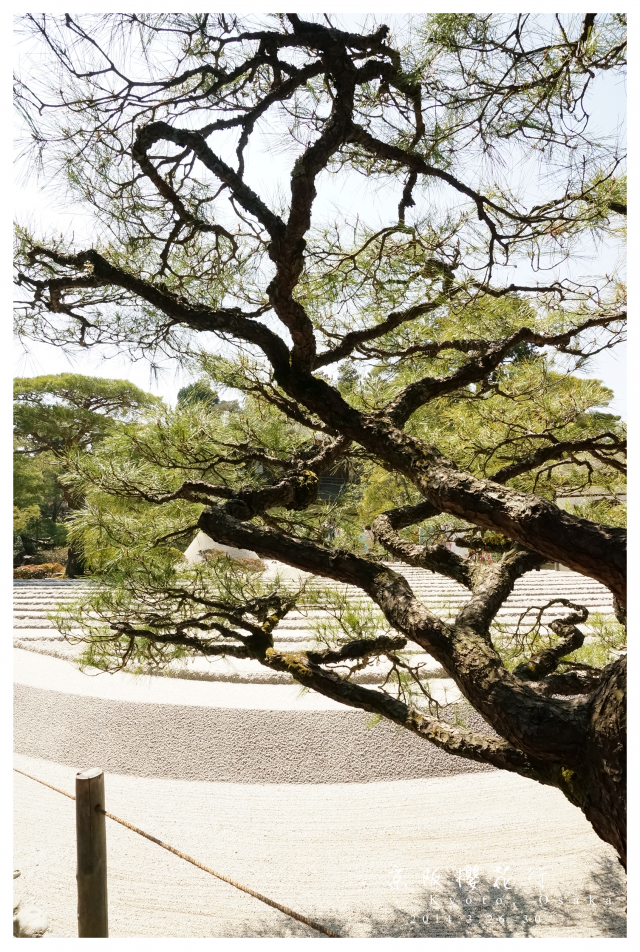 NEX-5R 京阪櫻花自由行 照片分享~