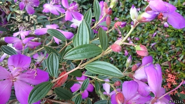 請問這種植物的名稱?