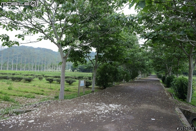 台東鹿野龍田村：龍田桐花大道