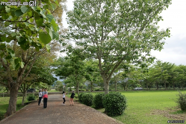 台東鹿野龍田村：龍田桐花大道