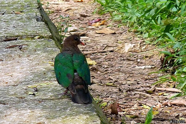 請教:這是什麼粉鳥?謝謝!