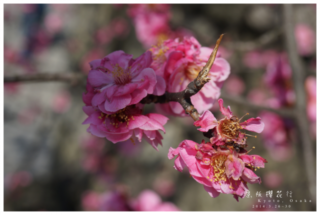 NEX-5R 京阪櫻花自由行 照片分享~