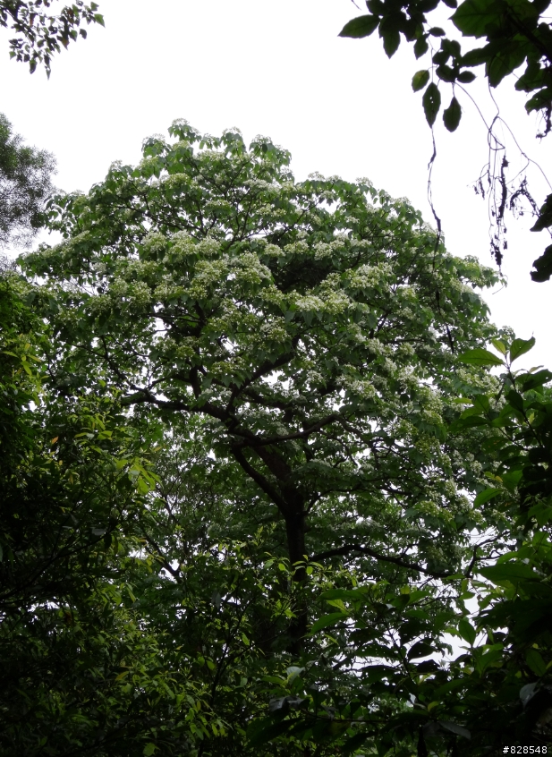 電費諸多等問題別吵了,還是桐花公園賞桐花 螢火蟲好！