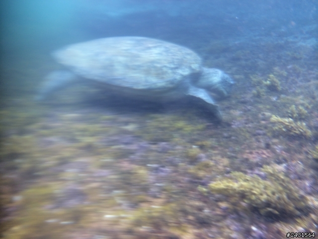 我的 iphone 5s 跟著我下海照片