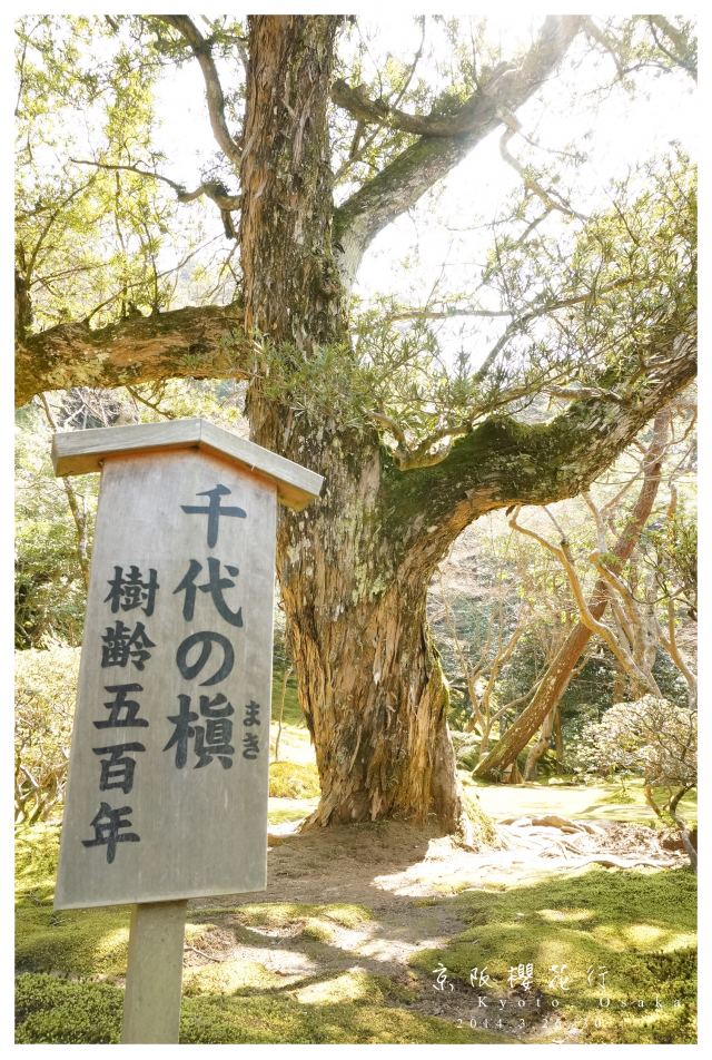 NEX-5R 京阪櫻花自由行 照片分享~