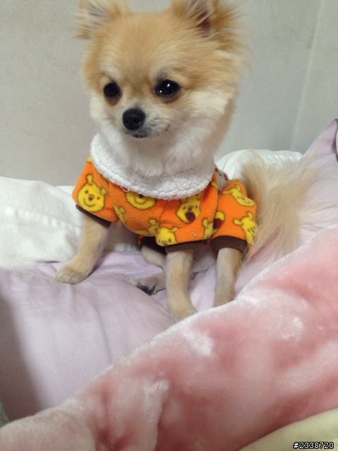 狗狗的尿布？（護墊？）