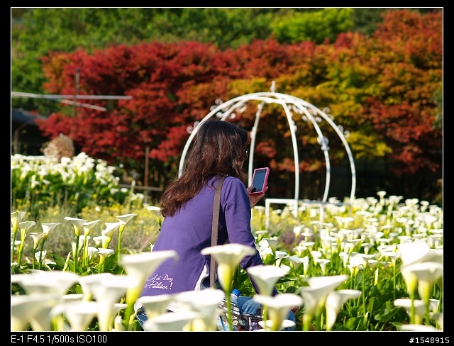 2014年竹子湖海芋季
