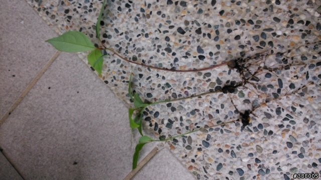 請教這是什麼植物？