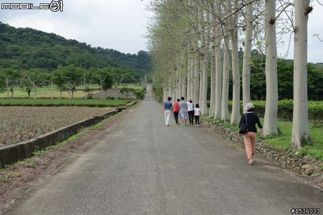 台東鹿野龍田村：龍田桐花大道