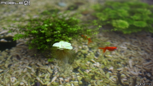 新手養魚求救, 請各位大大幫忙診斷(室外池)